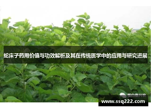 蛇床子药用价值与功效解析及其在传统医学中的应用与研究进展